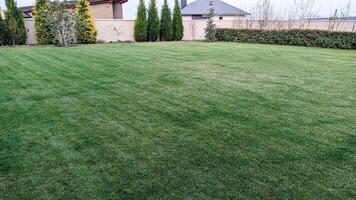 A Plush and Lush Green Lawn Featuring Neatly Trimmed Grass Complimented by Evergreen Fencing photo