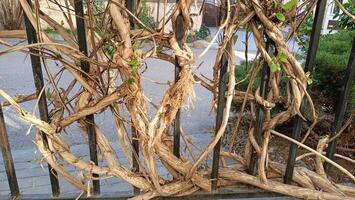 Vine patterns on a sturdy metal fence create a beautiful blend of nature and creativity photo