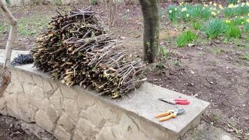 We have gathered various twigs and essential pruning tools in a beautiful garden setting photo