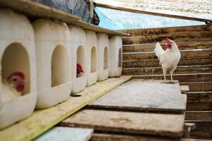 Free-Range Hens in a Rustic Coop Setting with Individual Nesting Areas photo