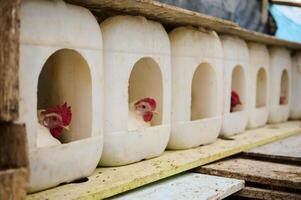Chickens Resting Inside Reused Plastic Nesting Boxes on a Farm Setup photo