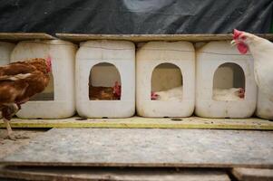 Chickens in Nesting Boxes Inside a Rural Farm Setting photo