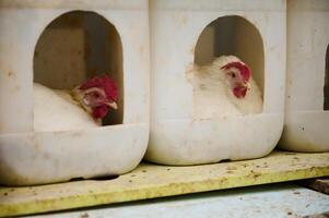 Two Chickens Resting in Plastic Nesting Boxes on a Farm photo
