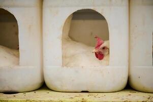 Close-up row of chicken coops with hens hatching eggs. The hen houses are made of reusable recyclable plastic container. The concept of eco-friendly and sustainability. Eco farming and rural lifestyle photo