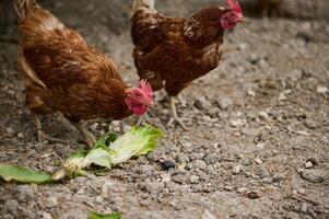 Free-Range Chickens Feeding on Fresh Lettuce in a Rustic Farmyard photo