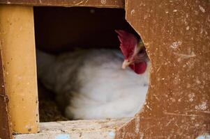 White Hen Resting in Nest Box Framed by Rustic Coop Aperture photo