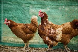 Brown Chickens in a Farm Enclosure with Green Netting Background photo
