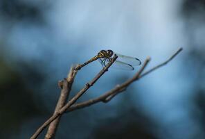 Dragonfly bird illustration, beautiful bird high resolution background, hd bird stock photo