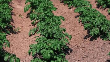 Rows of growing potatoes in a field video