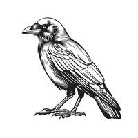 Detailed Monochrome Illustration of a Crow Perched vector