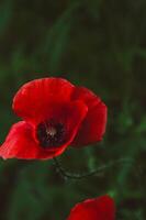 Close-up of red poppy flower on green blurred background. Vertical. Selective focus. Common poppy. Copy space for text. Papaver rhoeas photo