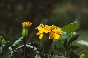 Close-up of yellow marigold flower in summer garden. Horizontal. Green blurred background. Concept of growing medicinal herbs and floral gardening photo