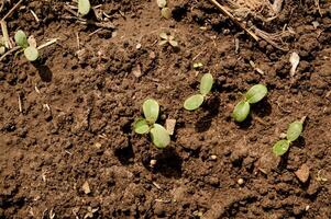 Young Green Sprouts Emerging from Soil in Springtime. Top view photo