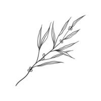 a line drawing of a branch with leaves vector