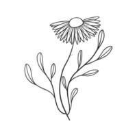 a Line art of a daisy with leaves vector
