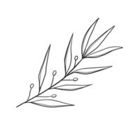a simple outline of a branch with leaves vector