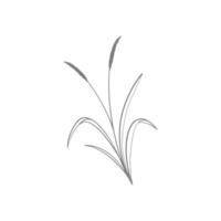 a drawing of a grass plant on a white background vector
