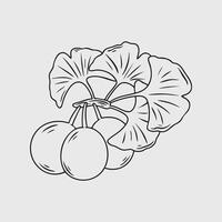 Line art illustration of Ginkgo biloba with leaves and fruits vector