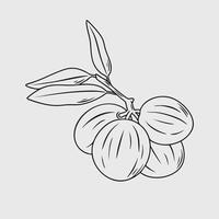 Line drawing of Mahkota Dewa branch with fruit and leaves vector