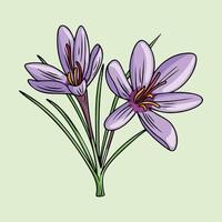 Hand drawn of a saffron crocus flower in bloom vector