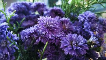 Bouquet of lovely purple asters, vibrant and charming, perfect for springthemed designs, greeting cards, floral arrangements, and nature inspirations photo