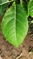 Dewcovered green leaf on a plant outside in nature. Ideal for ecological designs, botanical concepts, or wellness blog visuals photo