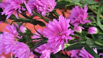 Bouquet of vibrant pink asters, perfect for greeting cards, floral arrangements, social media graphics, or natureinspired designs photo