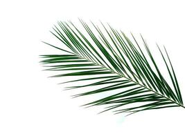 Palm leaves isolated on white background. Tropical palm leaves top view or flat lay. Copy space for text or design. Tropical palm leave, jungle leave floral pattern background photo