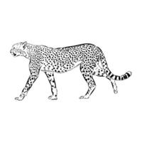 long-legged cheetah hand-drawn sketch vector
