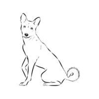 basenji dog breed sketch vector