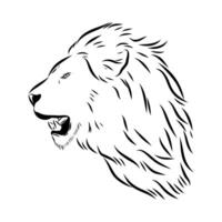 Predatory beast lion hand sketch vector