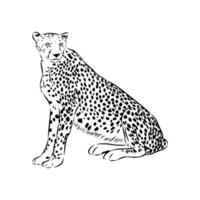 Graceful predator cheetah sketch vector