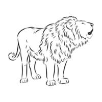 A large, powerful predator is a lion vector
