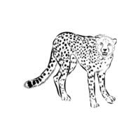 long-legged cheetah black and white sketch vector