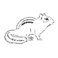 Brave chipmunk drawing vector