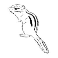Brave chipmunk sketch vector