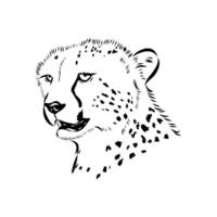 cheetah predator black and white sketch vector