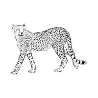 long-legged cheetah predator sketch vector