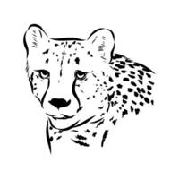 elegant cheetah predator hand-drawn sketch vector