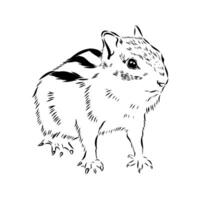 Brave chipmunk handmade drawing vector