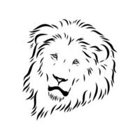 Large predator lion drawing vector