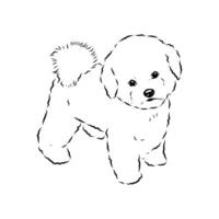 a fun bichon frise dog hand-drawn vector