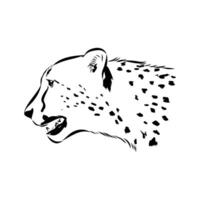 cheetah head sketch vector