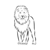 A large predator is a lion vector