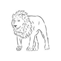 large strong predator lion sketch vector