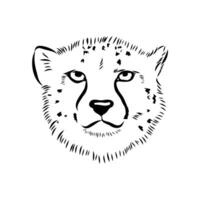 beautiful predator cheetah sketch vector