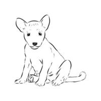 Basenji dog of ancient breed black and white sketch vector