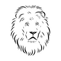 Predatory beast lion black and white sketch vector