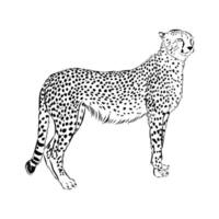 beautiful cheetah predator hand-drawn sketch vector