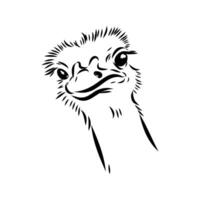 the head of a large bird ostrich handmade sketch vector